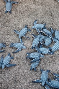 Daños por Agua Florida