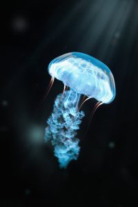 Daños por Agua Texas